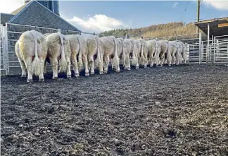  ?? ?? Farm owner Major David Walter with some of the young Charolais bulls on his farm.