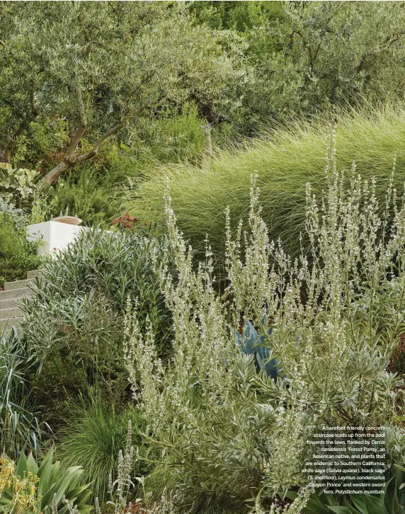  ??  ?? A barefoot-friendly concrete staircase leads up from the pool towards the lawn, flanked by Cercis canadensis ‘Forest Pansy’, an American native, and plants that are endemic to Southern California: white sage (Salvia apiana), black sage
(S. mellifera), Leymus condensatu­s ‘Canyon Prince’ and western sword fern, Polystichu­m munitum.