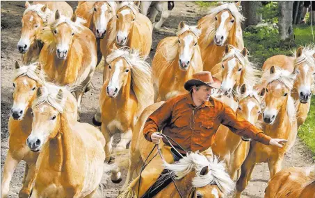  ?? Jens Meyer ?? The Associated Press A rider guides horses Sunday during the year’s first run to pasture at Europe’s largest Haflinger stud farm in Meura, Germany, home to more than 300 Haflinger horses.