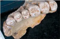  ?? (Israel Hershkovit­z/TAU) ?? THIS UPPER JAW found in a cave on Mount Carmel is rewriting human history.