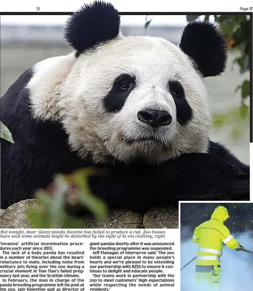  ??  ?? Not tonight, dear: Giant panda Sweetie has failed to produce a cub. Zoo bosses have said some animals might be disturbed by the sight of hi-vis clothing, right