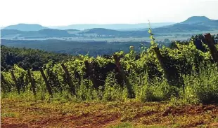  ??  ?? Za ljubitelje vin je zanimiva 14-kilometrsk­a vinska cesta med krajema Villány in Siklós, s katere se na terasastih pobočjih ponuja čudovita panorama.