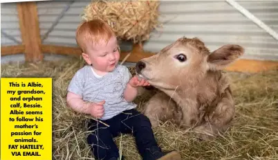  ??  ?? This is Albie, my grandson, and orphan calf, Bessie. Albie seems to follow his mother’s passion for animals. FAY HATELEY, VIA EMAIL.
