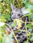  ?? FOTO: BALK/DPA ?? Wer ein Rehkitz während seines Waldspazie­rgangs findet, sollte es auf keinen Fall anfassen.