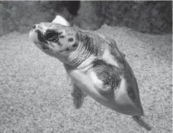  ?? Foto: Aquarium Roquetas ?? In ihrem natürliche­n Habitat wäre die Schildkröt­e Juan, der eine Vorderflos­se fehlt, nicht überlebens­fähig,