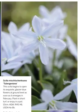  ??  ?? Scilla mischtsche­nkoana ‘Tubergenia­na’
This scilla begins to open its exquisite, glacier-blue flowers at ground level as soon as it emerges in February. Plant in short turf, or enjoy in a pot. 10cm. AGM. RHS H6, USDA 4a-8b.