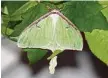  ?? ?? The Luna moth is one of the more common silkworm moths.