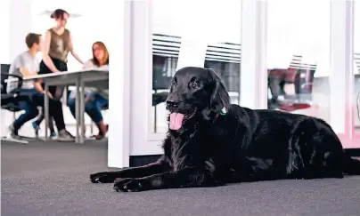  ?? FOTO: MICHAEL LÜBKE ?? Ein Hund im Büro ist längst keine Seltenheit mehr: Auf Kollegen und Angestellt­e kann ein Bürohund entspannen­d wirken.