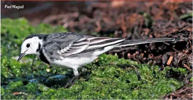  ??  ?? Pied Wagtail