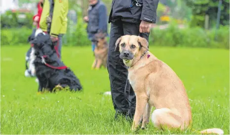  ?? FOTO: DPA ?? In speziellen Kursen können Hund und Halter für den Sachkunden­achweis üben. Dort werden zum Beispiel verschiede­ne Kommandos wie „Sitz“und „Bleib“trainiert.