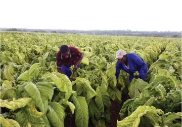  ?? — Picture: Joseph Manditswar­a ?? Kutsaga Research workers harvest the irrigated tobacco which is now ready for the market.