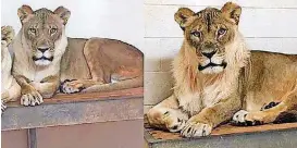  ?? [PROVIDED] ?? Tia, left, and her sister Bridget, right, shown for comparison. Bridget sprouted a mane late last year. The 18-year-old African lioness died Wednesday at the zoo.