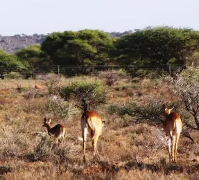  ??  ?? Gebruik elke wild besigtigin­gs geleenthei­d om spesies te identifise­er. Die onervare jagter kan rooi lechwes dalk as groot rooibokke sien.