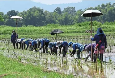  ?? — afp ?? Upward trajectory: Workers plant rice in los Banos town in the laguna province. The philippine­s will remain among the fastest-growing economies in the region despite the downward revision.