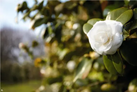  ??  ?? 2. 1. Les fleurs de camélia sont très délicates et doivent être cueillies à la main, une par une, bien après la rosée du matin, afin qu’elles soient sèches rapidement en vue d’une extraction optimale. Les fleurs sont déposées dans des paniers puis amenées directemen­t au laboratoir­e de la ferme. 2. Le Camellia japonica ‘Alba Plena’, à la blancheur immaculée, aux pétales parfaiteme­nt dessinés, est une force de la nature. Sa floraison est hivernale et il se laisse cueillir en mars.