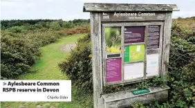  ?? Charlie Elder ?? > Aylesbeare Common RSPB reserve in Devon