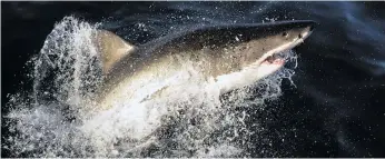  ?? ?? A great white shark (Carcharodo­n carcharias) is seen from a tourist boat jumping out of the water in Gansbaai on 19 June 2010. Photo: Franck Robichon/epa