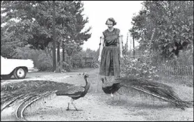  ?? AJC FILE ?? Flannery O’Connor stands in the driveway at Andalusia, 1962.