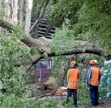  ?? PHOTOS: KELLY HODEL/STUFF ?? Hamilton City Council arborists assess the fallen English oak tree.