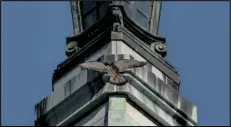  ?? ?? In this photo provided by John Davis, Grinnel, the adult male peregrine falcon, flies in front of Sather Tower, the clock tower on the Campanile at the University of California at Berkeley campus, where the falcons’ nest is in Berkeley, Calif., in 2021.