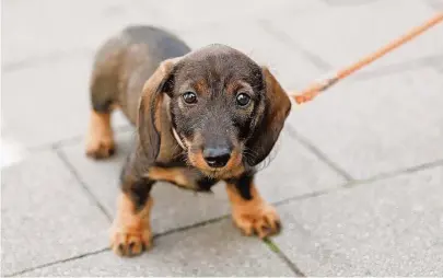  ?? Foto: Friso Gentsch/dpa ?? So süß und eine der beliebtest­en Hunderasse­n in Deutschlan­d – aber anfällig für die Dackellähm­e.