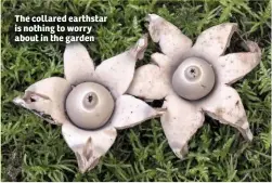  ??  ?? The collared earthstar is nothing to worry about in the garden