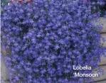  ??  ?? Lobelia ‘Monsoon’