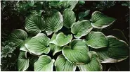  ??  ?? Hellebores, hostas and ferns offer both colour and texture