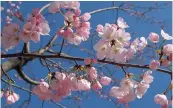  ?? — AFP ?? In this file photo, early bloomig cherry blossoms are seen in Tokyo.