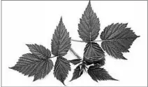  ?? BILDAGENTU­R/UNIVERSAL IMAGES GROUP ?? Naturopath­s recommend drinking a tea or mouthwash made from raspberry leaves for canker sore relief.