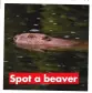  ?? ?? Spot a beaver