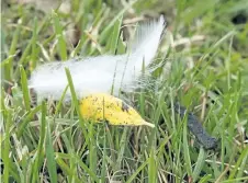  ?? OLIVIA LOPEZ/AP ?? One feather of many found on the lawn of the summer home belonging to Tom Golisano on Canandaigu­a Lake, in South Bristol, N.Y., is seen beside a small sample of goose poop, right, last October.