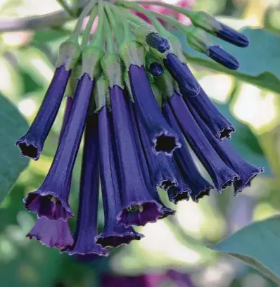  ?? Proven Winners ?? The ‘Royal Purple’ tubeflower, or Iochroma cyanea, is a towering beauty of tubular flowers that dresses up a fence.