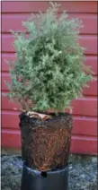  ?? LEE REICH VIA AP ?? A good nursery tree, such as the one shown that has been removed from its pot, is only two to three times the height of its container with roots filling, but not overcrowde­d, in the potting soil.