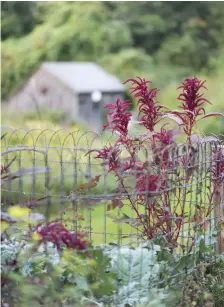  ??  ?? TOP LEFT Before they parachute away, milkweed seeds cling to wand-like stems. ABOVE Self-sown prince’s feather ( Amaranthus hypochondr­iacus) is a colorful accent among kale plants. LEFT Sedum flowers are in full glory in October. Although they fade in late season, their dry, burgundy flowerhead­s remain throughout winter.