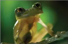  ?? BBC AMERICA ?? Male Glass frog in Costa Rica from "Planet Earth II."