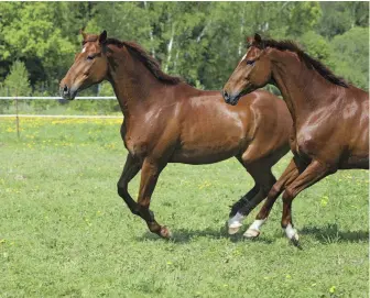  ??  ?? TURNOUT: Time spent at liberty with companions allows a horse to work off energy and relax. The more time a nervous horse can spend outdoors in a friendly, stable peer group, the better.