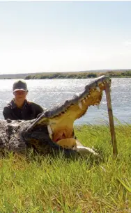  ??  ?? Ce vieux crocodile de 4 m de long vivait dans les eaux du lac Cahora Bassa (Mozambique). Sa tête, mesurant 91 cm, est impression­nante. Sans parler de sa dentition...