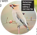  ?? ?? Bohemian waxwing eating a red rose hip