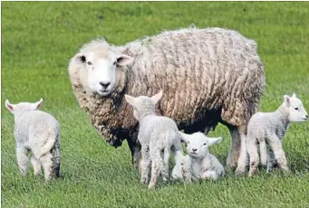  ?? Photo: FAIRFAX NZ ?? Sunny outlook: Top growing conditions and world prices are producing the best farm profits since 2001-02.