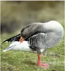  ??  ?? Pink-footed goose Ninety per cent of the entire world population winters in Britain