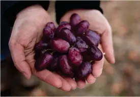  ?? FOtO: Linda FOrsseLL
FOtO: Linda FOrsseLL ?? Naturviner görs på ekologiskt odlade druvor som skördas för hand och får spontanjäs­a med hjälp av vild skaljäst. I framställn­ingen används minimalt med svavel.