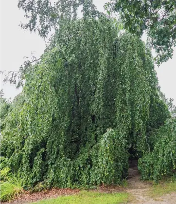  ?? ?? Above: Weeping beech (Fagus sylvatica ‘Pendula’) has outranked all other trees in author Greg Coppa’s landscape repertoire. He appreciate­s its unique and familiar character, somewhat mysterious history and the shady retreat that its spreading crown provides.