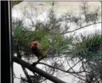  ?? PHOTO COURTESY TOM TATUM ?? This stubborn female cardinal has spent many days attacking its own reflected image in Tatum’s bedroom window.