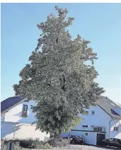  ?? FOTO: FERDI SEIDELT ?? Ein schöner, geschichts­trächtiger Baum: die Friedensli­nde in Rumeln.