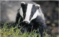  ??  ?? Further badger control licences are being considered