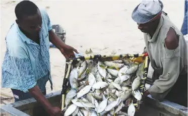  ??  ?? Zambian fishermen had been warned to stay away from Zimbabwean territoria­l waters on Lake Kariba and that those who would be caught wouldl not be spared.