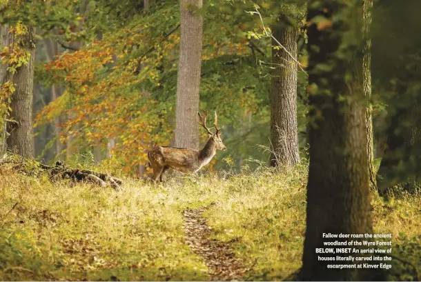  ??  ?? Fallow deer roam the ancient woodland of the Wyre Forest BELOW, INSET An aerial view of houses literally carved into the escarpment at Kinver Edge