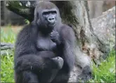  ?? TheAssocia­tedPress ?? Tumani, a 13-year-old critically endangered western lowland gorilla, eats in her enclosure at the Audubon Nature Institute in New Orleans on July 6.