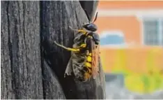  ?? Foto: Ernst Haile ?? Ein Bienenwolf hier mit erbeuteter Honigbiene.